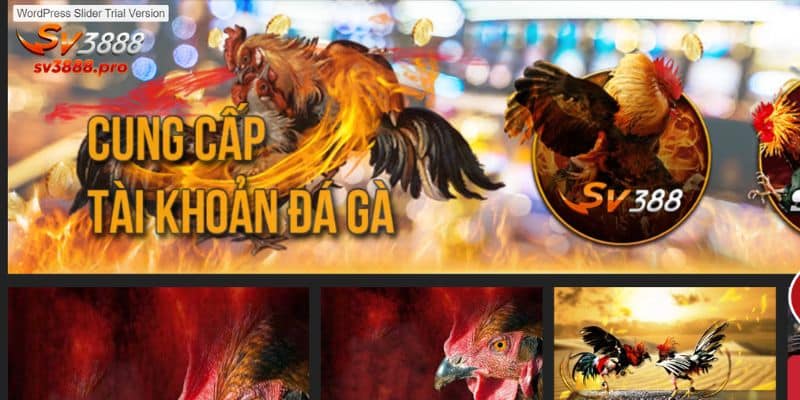 Giới thiệu tổng quan về các thông tin của nhà cái đá gà SV388